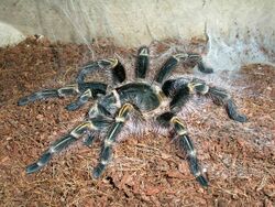 Grammostola pulchripes L9 female.jpg