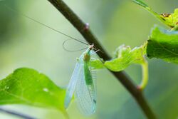 Green lacewing (45507849741) (cropped).jpg
