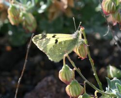 Greenish Black-tip (Euchloe charlonia).jpg