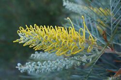 Grevillea Wattlebird Yellow.JPG