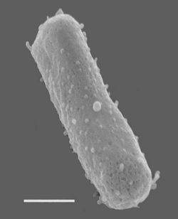 Halobacterium salinarum NRC-1.png