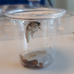 Heliothis subflexa after hatching.png