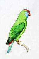 mostly green with blue throat, face and thighs, and a red tail and red crown. Males and female birds look identical. Only the males of all the other populations living on other islands have a red area on their fronts