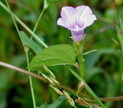 Ipomoea triloba W IMG 2141.jpg