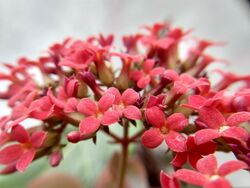 Kalanchoe blossfeldiana 3.jpg