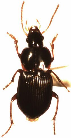 Kupeharpalus embersoni.jpg