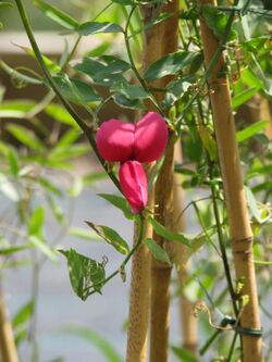 Lathyrus splendens.jpg