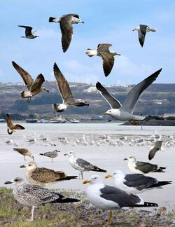 Lesser Black-backed Gull from the Crossley ID Guide Britain and Ireland.jpg