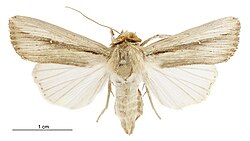 Leucania stenographa female.jpg