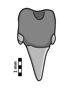 Lilamna tooth.png