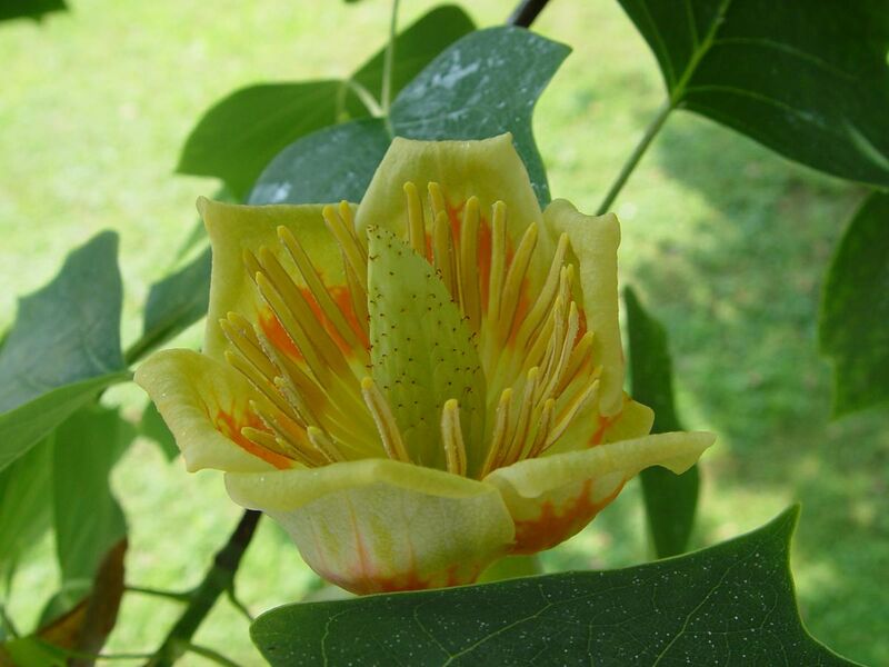File:Liriodendron tulipifera flower.jpg