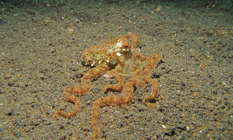 File:Long-arm Octopus (Octopus sp.) (6072545789).jpg