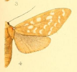 Lophocampa bicolor.png