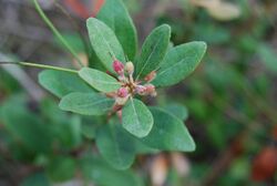 Lyonia truncata proctorii.jpg