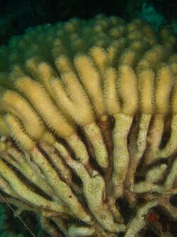 Madracis auretenra (Yellow Pencil Coral).jpg
