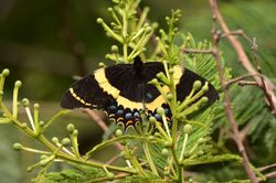 Magnificent Swallowtail, Papilio garamas garamas (9704383443).jpg
