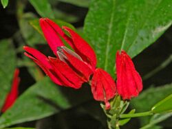 Malvaceae - Pavonia × gledhillii-1.JPG