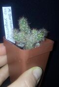 Mammillaria thornberi subsp. yaquensis.jpg