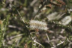 Melaleuca adnata flowers.jpg