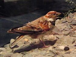 Mongolian Lark Stuffed specimen.jpg