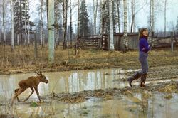 Moose-Imprinting-sr81-15.jpg