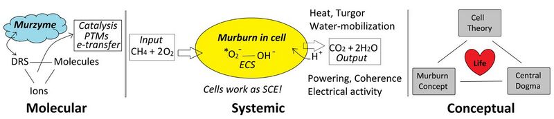 File:Murburn concept oxygen.jpg