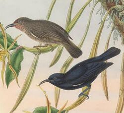 Myzomela nigrita - The Birds of New Guinea (cropped).jpg