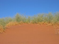 Naras auf Düne Sossusvlei.JPG