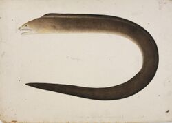 Naturalis Biodiversity Center - RMNH.ART.40 - Gymnothorax hepaticus (Rüppell) - Kawahara Keiga - 1823 - 1829 - Siebold Collection - pencil drawing - water colour.jpeg