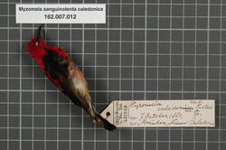 Naturalis Biodiversity Center - RMNH.AVES.133850 1 - Myzomela sanguinolenta caledonica Forbes, 1879 - Meliphagidae - bird skin specimen.jpeg