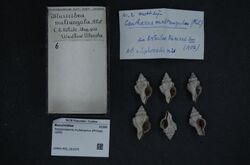 Naturalis Biodiversity Center - RMNH.MOL.201075 - Hesperisternia multangulus (Philippi, 1848) - Buccinidae - Mollusc shell.jpeg