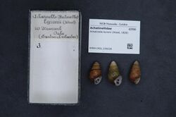 Naturalis Biodiversity Center - RMNH.MOL.239226 - Achatinella byronii (Wood, 1828) - Achatinellidae - Mollusc shell.jpeg