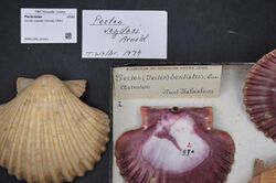 Naturalis Biodiversity Center - RMNH.MOL.322421 - Euvola vogdesi (Arnold, 1906) - Pectinidae - Mollusc shell.jpeg