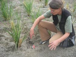 Newly planted constructed wetland - details (3110372910).jpg