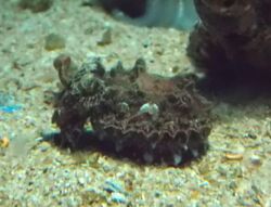 Northern Flamboyant Cuttlefish (Metasepia tullbergi) - GRB.JPG