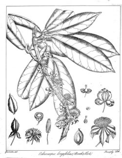 Ochrocarpus longifolius Govindoo.jpg