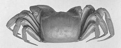 Ocypode africana (female) from Congo.jpg