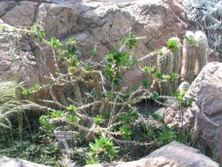 Pachypodium saundersii - Lundi Star - desc-mature plant.jpg
