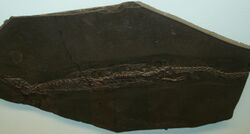 Palaeopleurosaurus posidoniae.JPG