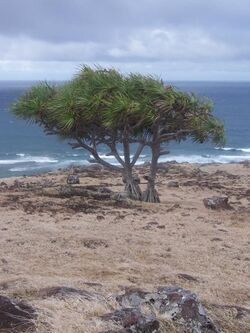 Pandanus heterocarpus 01.JPG