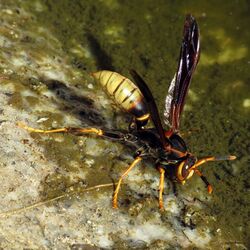 Paper Wasp at the water hole - Flickr - treegrow.jpg