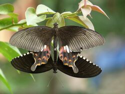 Papilio polytes mating in Kadavoor.jpg