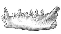 Paurodon valens (American Jurassic Mammals plate IX).jpg