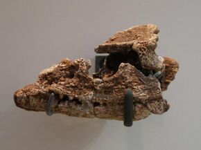 Phonerpeton skull.jpg