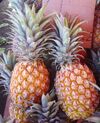 Pineapple victoria dsc07770.jpg