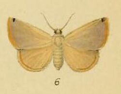 Pl.3-06-Xanthoptera colla=Eublemma colla (Schaus & Clements, 1893).JPG