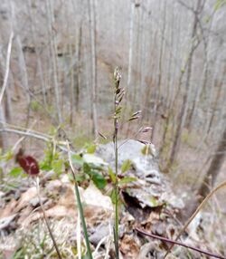 Poa cuspidata.jpg