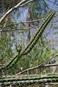 Praecereus saxicola (Morong) N.P.Taylor.jpg