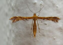 Pterophoridae Plume Moth Stenodacma wahlbergi 8231.jpg