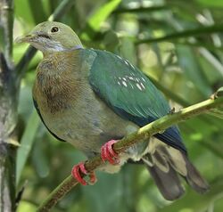 Ptilinopus perlatus -Jurong Bird Park-8a.jpg